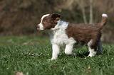 BORDER COLLIE 816
